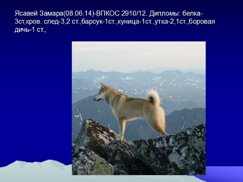 Ясавей Замара(08.06.14)-ВПКОС 2910/12. Дипломы: белка-3ст,кров. след-3,2 ст.,барсук-1ст.,куница-1ст.,утка-2,1ст.,боровая дичь-1 ст.,